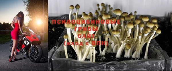 PSILOCYBIN Балахна